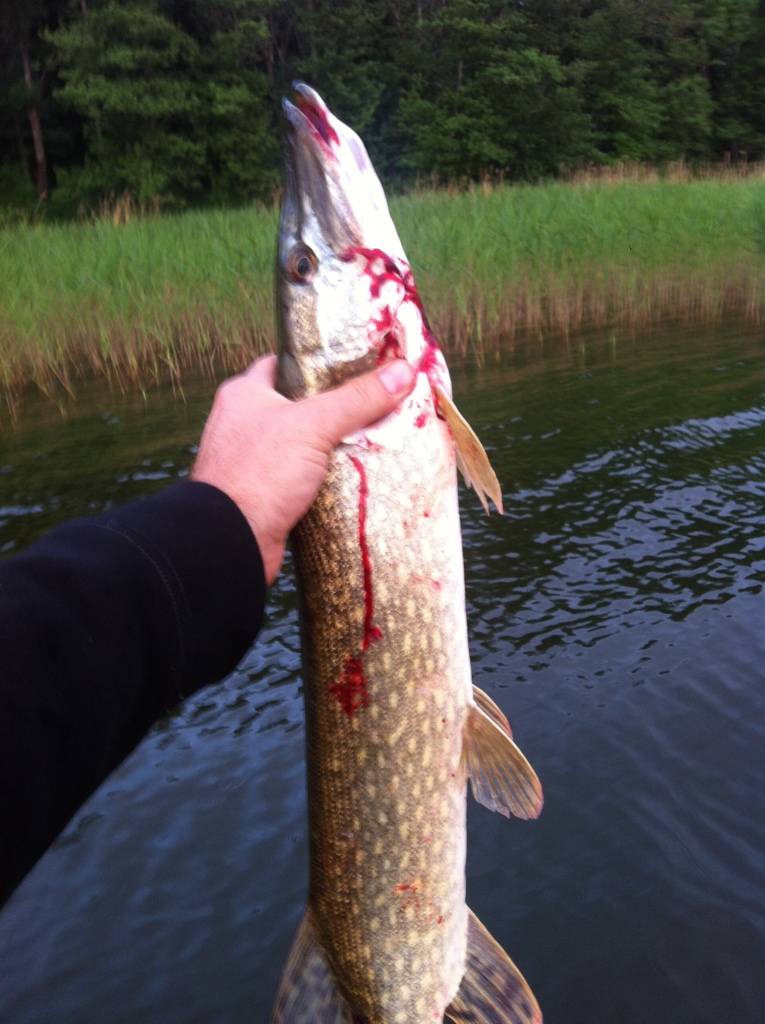 Bonkad 3kg-gädda