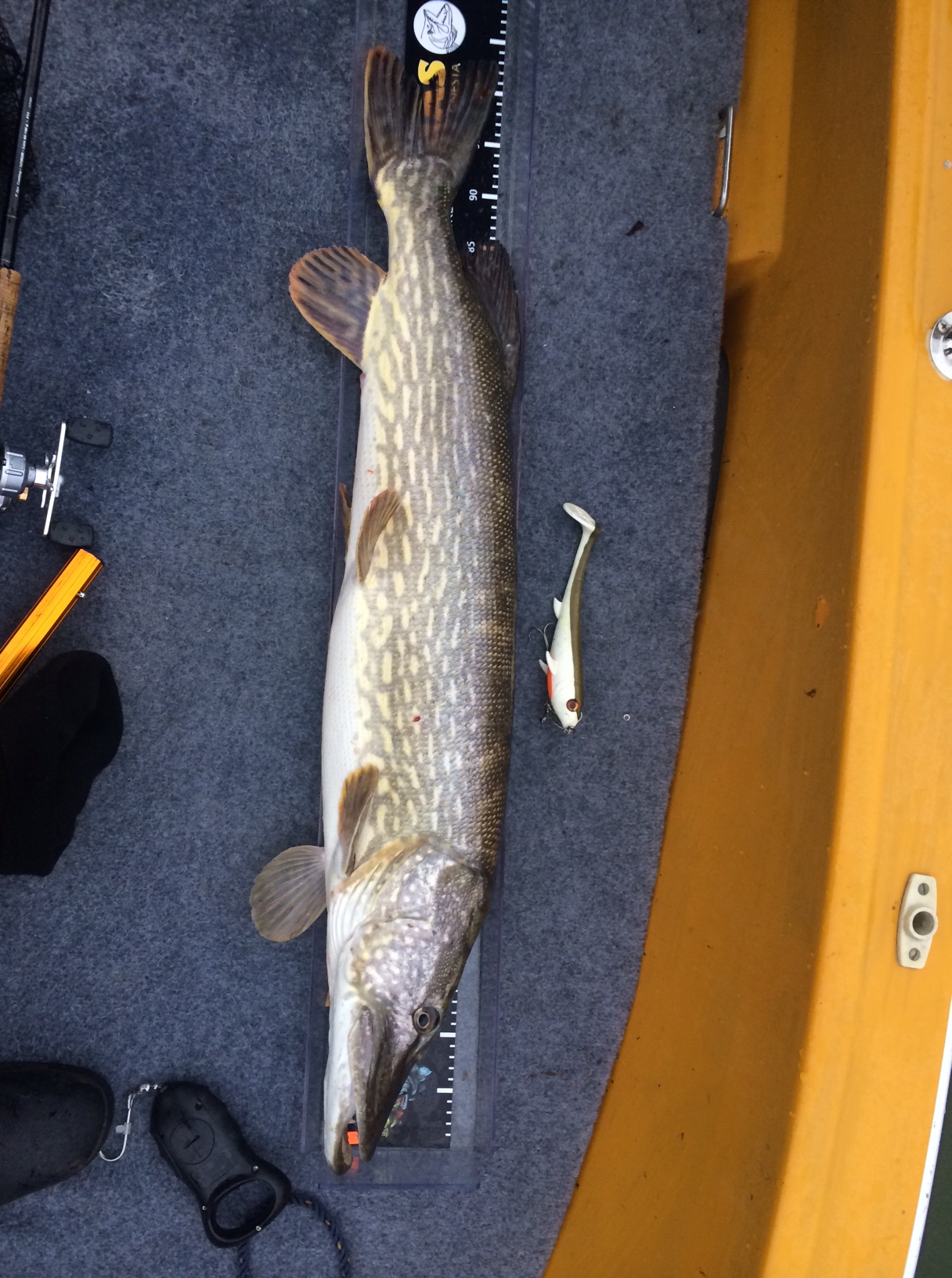 103 cm, nästan 104 men man vill ju vara på den säkra sidan. och Eastfield Wingman Måsskiten har levererat höstgäddan de luxe