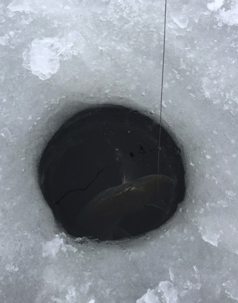 Gädda på väg upp
