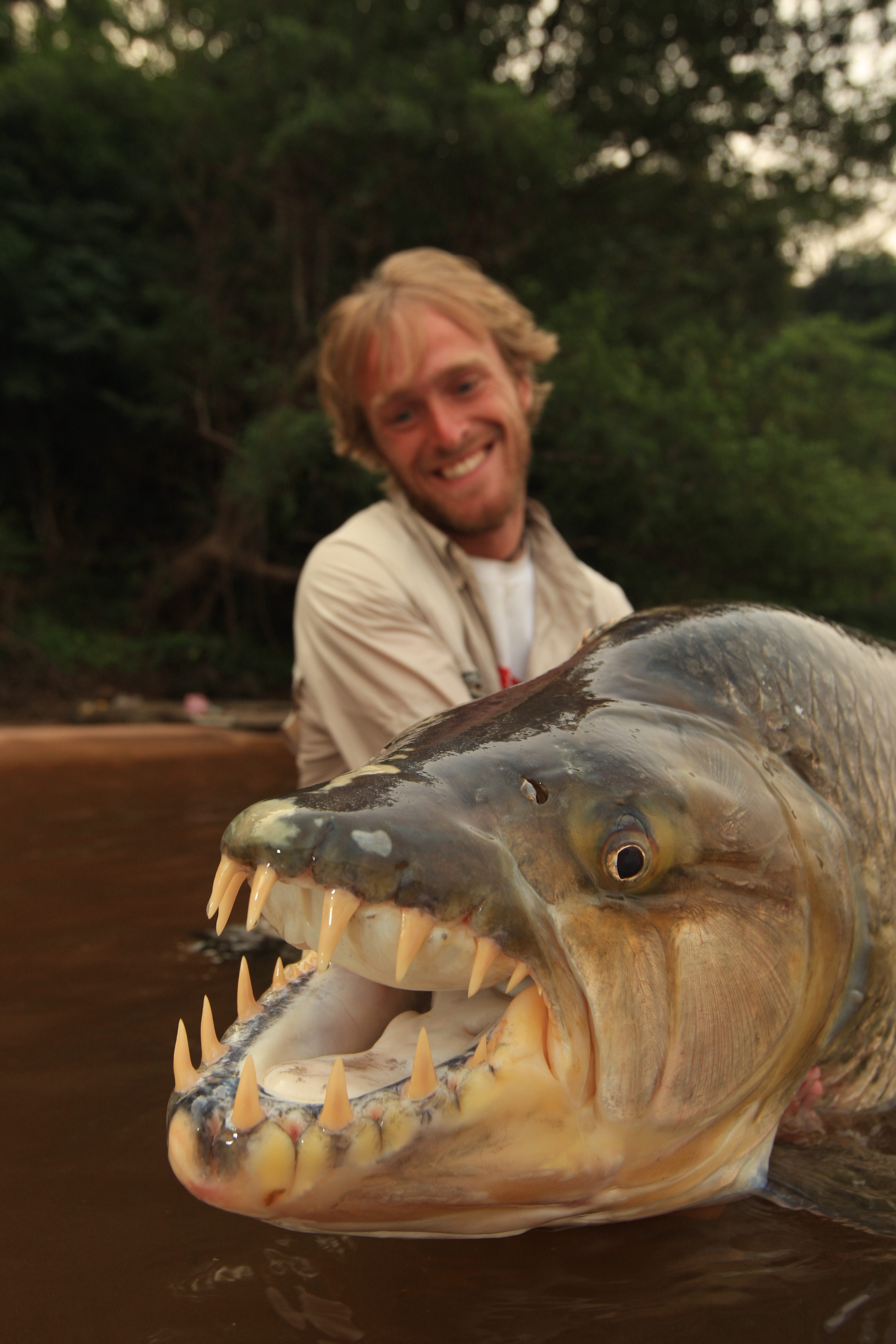 Scary fish. Рыба тигр Голиаф. Большая тигровая рыба Hydrocynus Goliath. Речные монстры тигровая рыба Голиаф.