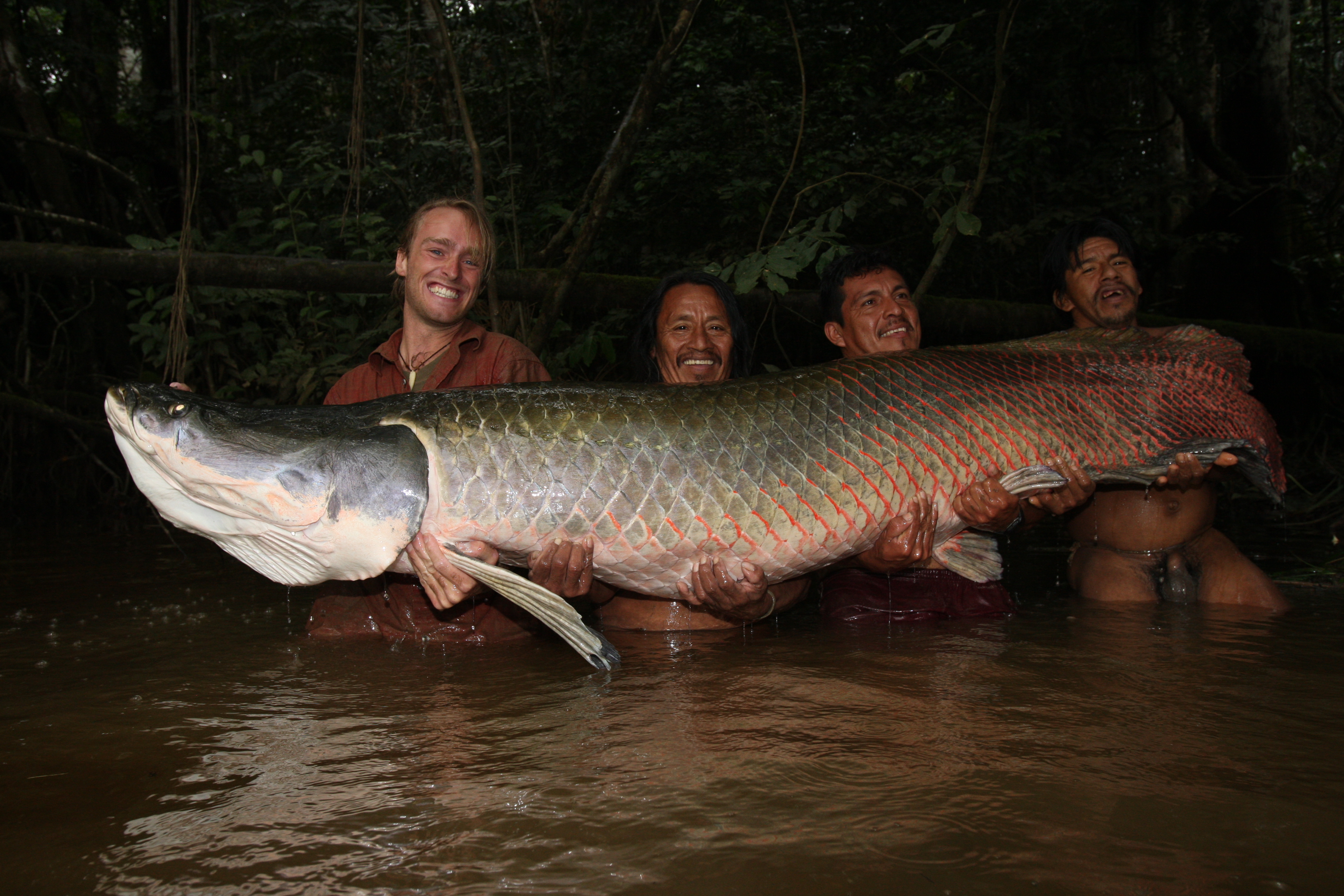 Какая самая пресноводная рыба в калининградской области. Рыба амазонки арапайма. Арапайма гигантская рыба. Большая рыба в Амазонке пираруку. Речные монстры арапайма.