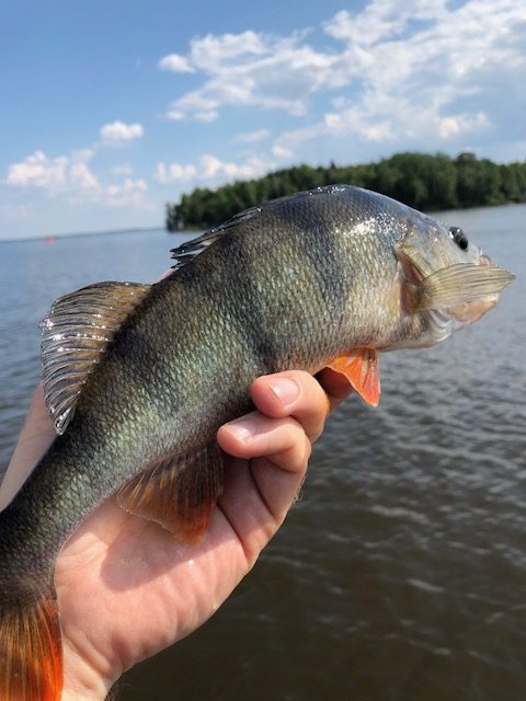 Pelagiskt fiskad abborre