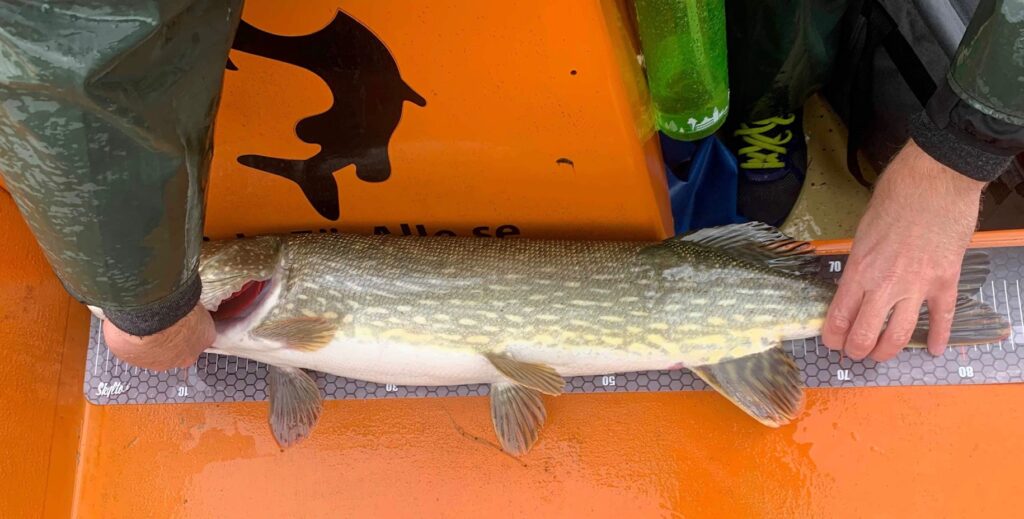 84 cm Furusundsgädda